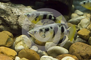 Archer fish or Blowpipe fish Toxotidae in aquarium. Wildlife animal photo