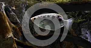 Archer Fish, toxotes jaculatrix,