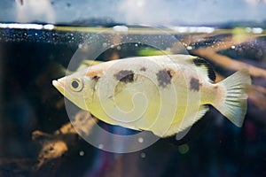 Archer fish (Toxotes jaculatrix)