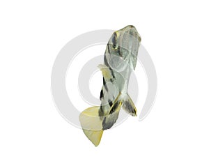 Archer fish Toxotes jaculatrix isolated on white background, C