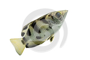 Archer fish Toxotes jaculatrix isolated on white background, C