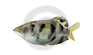 Archer fish Toxotes jaculatrix isolated on white background, C