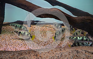 Archerfish in aquarium