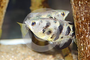 Archerfish or Archer-Fish