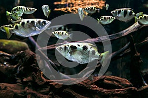 Archerfish in the deep transparent water