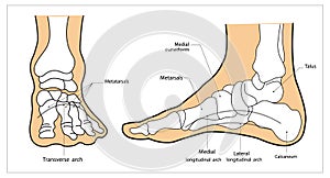 Arches of the feet vector. Foot skeleton anatomy