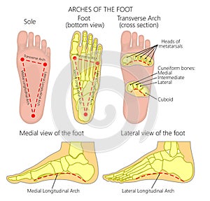Arches of the foot photo
