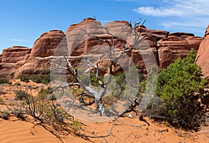 Arches National Park Dead Tree and Rock Formation