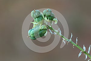 Arches national park