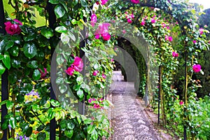 Arches with roses at garden of Generalife. Granada photo