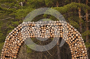 Arches of an wood log againts pine forest