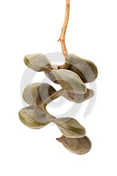 Archidendron Jiringa seeds