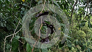 Archidendron pauciflorum (Blackbead, Dog Fruit, djengkol, jengkol) on the tree