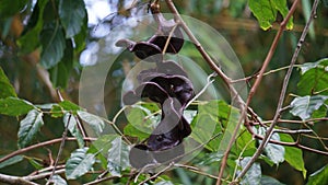 Archidendron pauciflorum (Pithecellobium lobatum, jengkol) on the tree photo