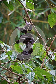 Archidendron pauciflorum (Pithecellobium lobatum, jengkol) on the tree