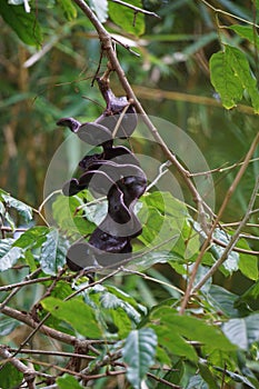 Archidendron pauciflorum (Pithecellobium lobatum, jengkol) on the tree