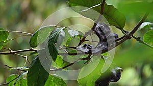 Archidendron pauciflorum (Pithecellobium lobatum, jengkol) on the tree