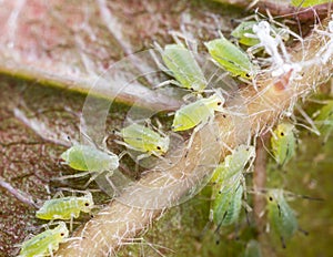 Archids on the flower sprouts.