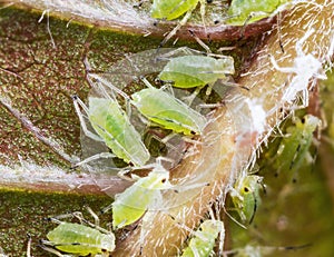 Archids on the flower sprouts..