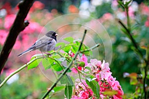 arching branch holding small chickadee