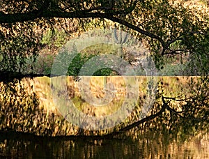 An arching cottonwood branch reflected in golden, mirror-like waters