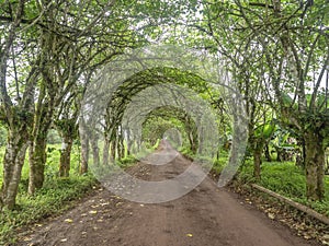 Arching green forest tunnel