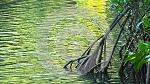 The arching roots of a mangrove tree