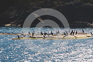 Archipelago National Park landscape, Southwest Finland, with islands, islets and skerries, Saaristomeren kansallispuisto, summer photo