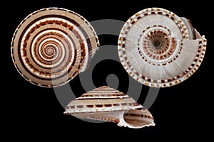 Architectonica perspectiva