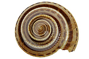 Architectonica perspectiva