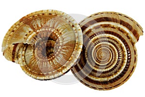 Architectonica perspectiva