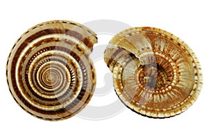 Architectonica perspectiva