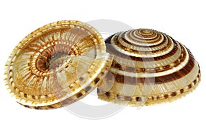 Architectonica perspectiva