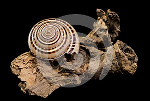 Architectonica perspectiva Shell on driftwood