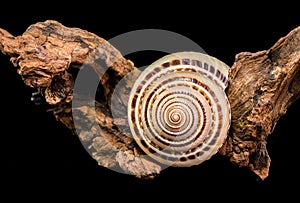 Architectonica perspectiva Shell on driftwood