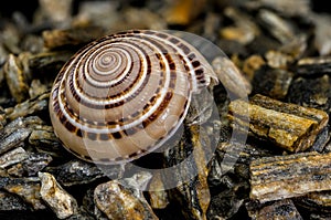 Architectonica perspectiva Shell on Natural Rocks