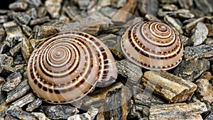 Architectonica perspectiva Shell on Natural Rocks