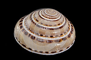 Architectonica perspectiva Shell