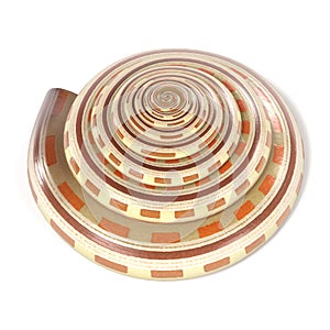 Architectonica Perspectiva Sundial Shell photo