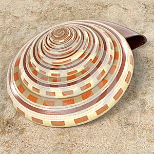 Architectonica Perspectiva Sundial Shell photo