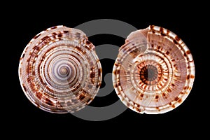 Architectonica trochlearis