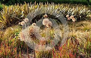 Allium seedheads growing amongst ornamental grasses. Photographed in Chiswick, West London UK on a sunny afternoon in June.