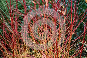 Architectural corpus shrub with red and orange stems without foliage in winter