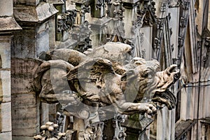 Architectural detail - gargoyle of the Milan Cathedral, Italy