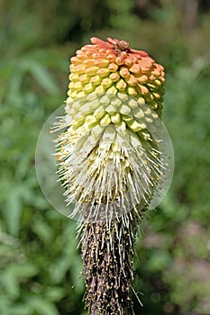 Architectural plants. Red hot poker. Kniphofia northiae