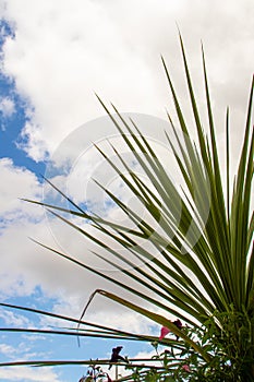 Architectural structure of a cordyline