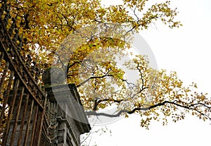 architecture fence branch tree yellow leaves autumn nature