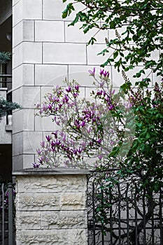 Architecture and magnolia flowers. Photo with details of architecture in which the magnolia flower is also included.