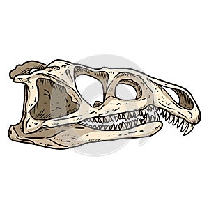 Archosaurus rossicus fossilized skull hand drawn sketch image. Carnivorous archosauriform reptile dinosaur fossil illustration