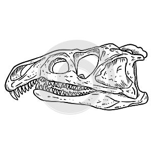 Archosaurus rossicus fossilized skull hand drawn sketch image. Carnivorous archosauriform reptile dinosaur fossil illustration